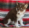 Siberian Husky For Sale Fredericksburg OH Female-Jennifer