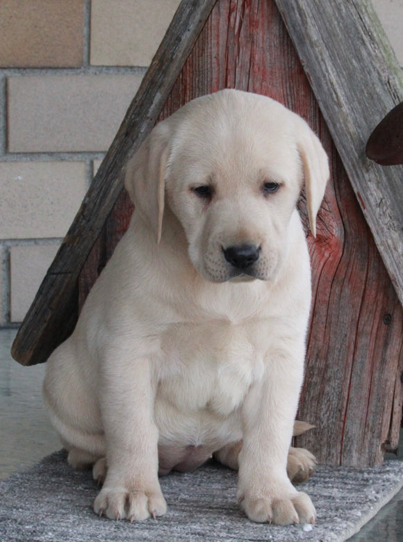 ACA Registered Labrador Retriever For Sale Sugarcreek OH Female-Stella