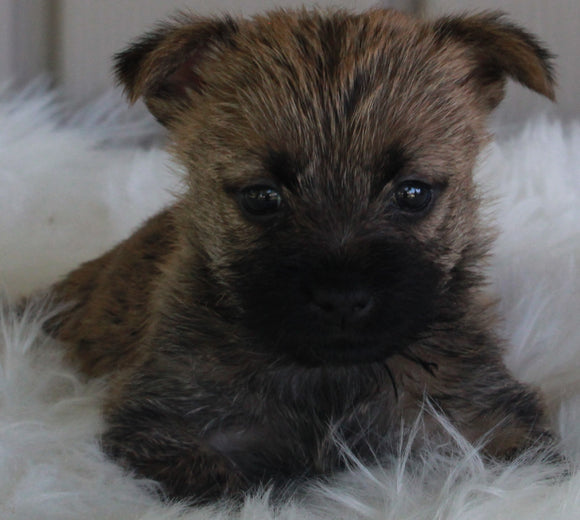 AKC Registered Cairn Terrier For Sale Millersburg OH -Female Abby