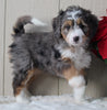 Mini Bernedoodle For Sale Millersburg OH Female-Kayla