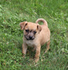 Puggle For Sale Sugarcreek OH Male-Teddy