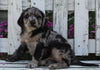 Labradoodle Puppy For Sale Holmesville OH Male-Mason