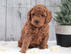 AKC Registered Moyen Poodle For Sale Dundee, OH Female- Harper