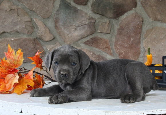 AKC Registered Cane Corso For Sale Wooster OH Male-Diesel