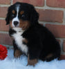 AKC Registered Bernese Mountain Dog For Sale Sugarcreek OH Male -Milo