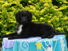 Mini Aussiedoodle For Sale Fresno OH Female-Twix