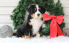 AKC Registered Bernese Mountain Dog For Sale Sugarcreek, OH Male- Rudolph