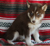 Siberian Husky For Sale Fredericksburg OH Female-Jennifer