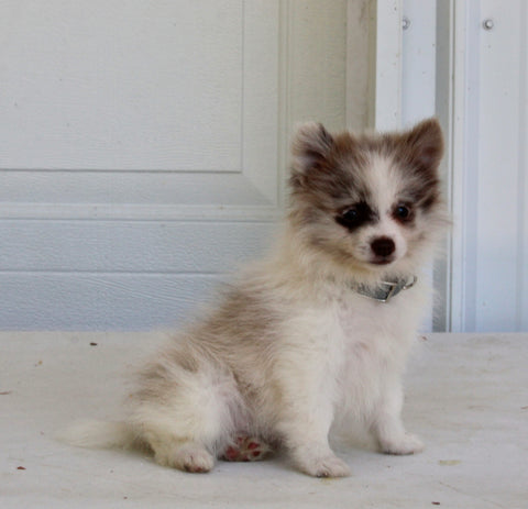 Pomeranian For Sale Fredericksburg OH Female-Diva