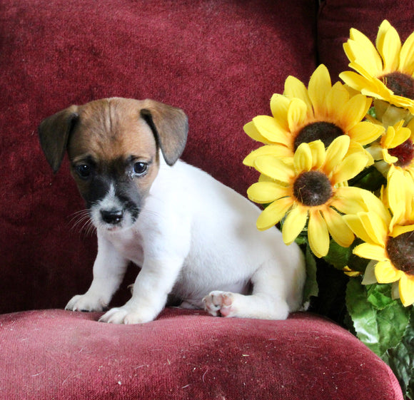 Jack Russell For Sale Fredericksburg OH Male-Harley