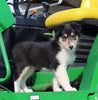 AKC Registered Collie Lassie For Sale Fredericksburg OH Female-Bonnie