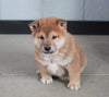 AKC Registered Shiba Inu For Sale Millersburg, OH Male- Johnny