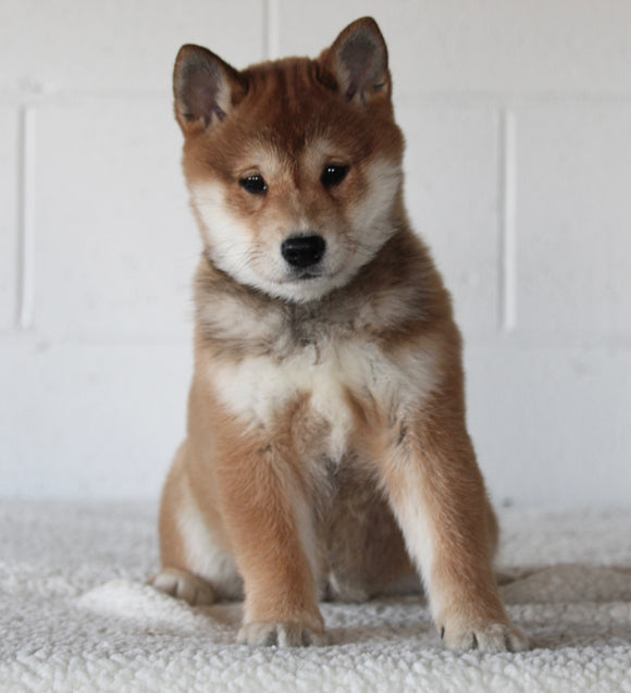 AKC Registered Shiba Inu For Sale Millersburg OH Female-Beauty