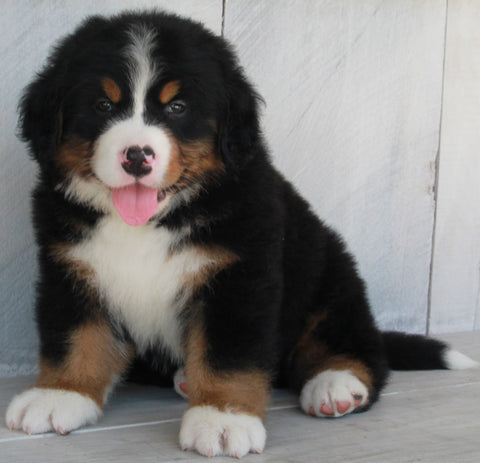 AKC Registered Bernese Mountain Dog For Sale Millersburg OH-Male Donnie