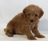 Mini Goldendoodle For Sale Beach City OH Female-Zoey
