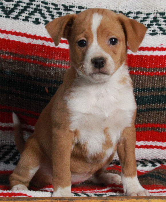 Mountain Cur For Sale Fredericksburg OH Female-Chanel