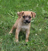 Puggle For Sale Sugarcreek OH Male-Teddy