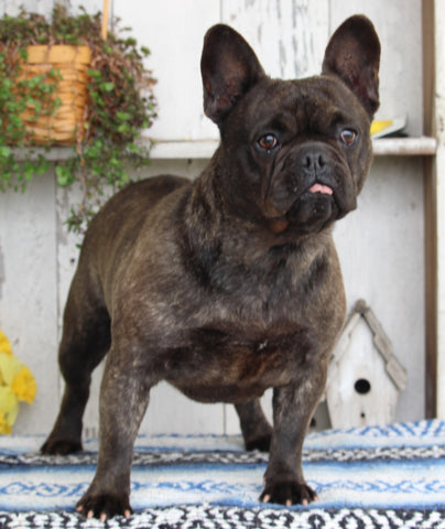 French Bulldog For Sale Millersburg OH Female-Tula