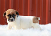 Jack Russell Terrier For Sale Fredericksburg, OH Female- Daisy