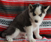 Siberian Husky For Sale Fredericksburg OH-Male Henry
