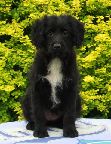 Mini Aussiedoodle For Sale Fresno OH Female-Twix