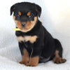 Rottweiler For Sale Fredericksburg OH Male-Bear