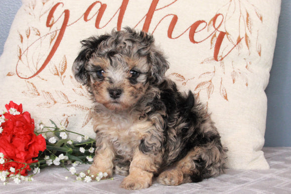 ACA Registered Miniature Poodle For Sale Fredericksburg, OH Female- Bailey