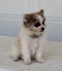Pomeranian For Sale Fredericksburg OH Female-Diva