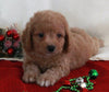 Bichpoo For Sale Fredericksburg OH Male-Terry