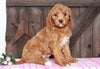 Medium F1BB Goldendoodle For Sale Millersburg, OH Female- Amelia