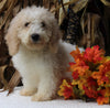 F1BB Mini Labradoodle For Sale Millersburg OH Male-Ezekial