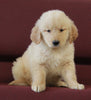 AKC Registered Golden Retriever For Sale Brinkhaven OH Male-Rascal