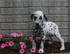 AKC Registered Dalmatian For Sale Holmesville OH Female-Patsy