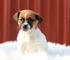 Jack Russell Terrier For Sale Fredericksburg, OH Female- Daisy