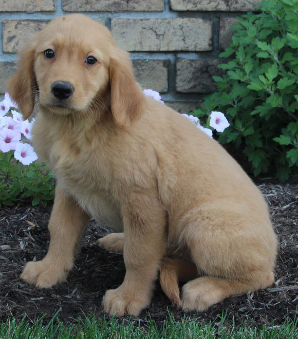 AKC Registered Golden Retriever For Sale Millersburg OH Female-Minnie