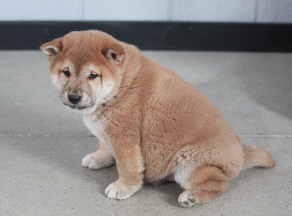 AKC Registered Shiba Inu For Sale Millersburg, OH Male- Johnny