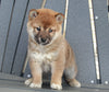 AKC Registered Shiba Inu For Sale Millersburg, OH Female- Abby