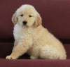 AKC Registered Golden Retriever For Sale Brinkhaven OH Male-Rascal
