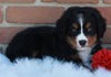AKC Registered Bernese Mountain Dog For Sale Sugarcreek OH Male -Milo