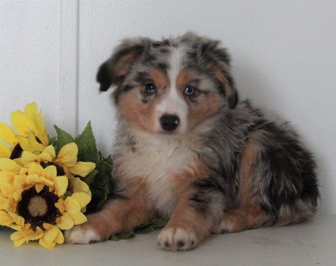 Mini Australian Shepherd For Sale Wooster OH Diamond