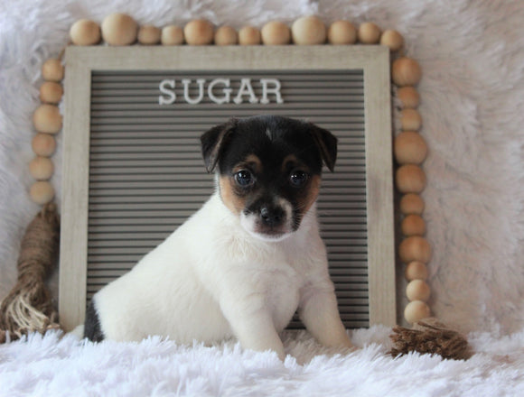 Jack Russell Terrier For Sale Applecreek, OH Female- Sugar