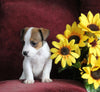 Jack Russell For Sale Fredericksburg OH Female-Macey