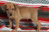 Mountain Cur For Sale Fredericksburg OH Male-Chance