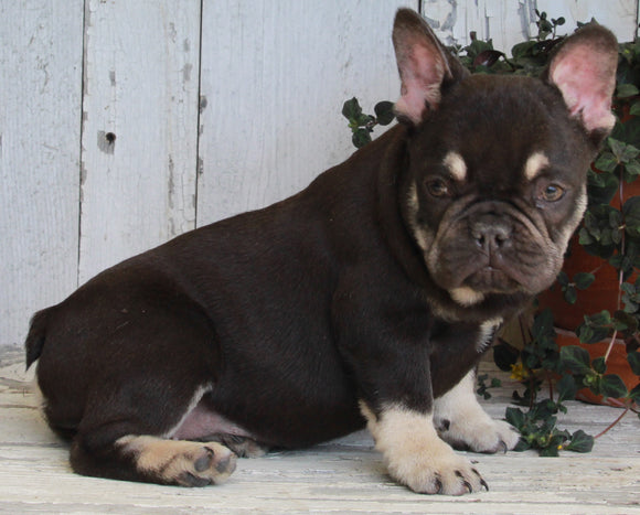 AKC Registered French Bulldog For Sale Millersburg OH -Female Macey