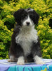 Mini Aussiedoodle For Sale Fresno OH Female-Carrie