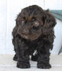 Cockapoo For Sale Millersburg OH Male-Clay