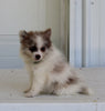 Pomeranian For Sale Fredericksburg OH Female-Diva