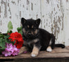 German Shepherd Husky For Sale Millersburg OH Female-Ellie