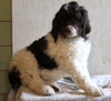 AKC Registered Standard Poodle For Sale Millersburg OH Male-Rolo