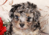 ACA Registered Miniature Poodle For Sale Fredericksburg, OH Female- Bailey
